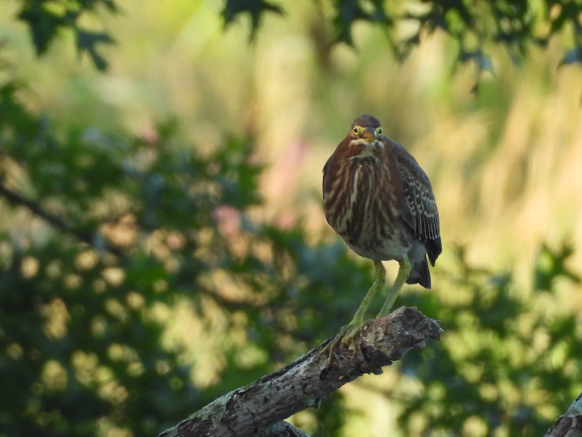Green Heron - ML639586484