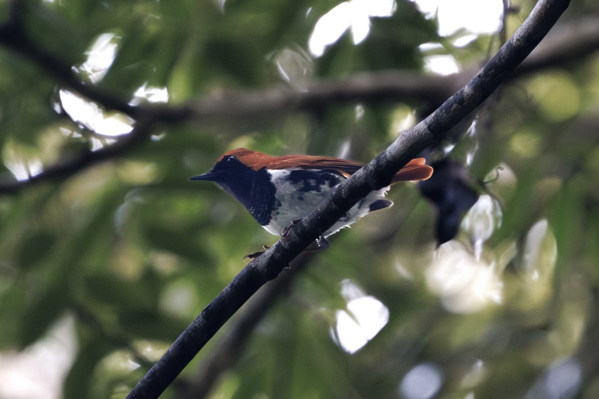 Ryukyu Robin - ML639586536