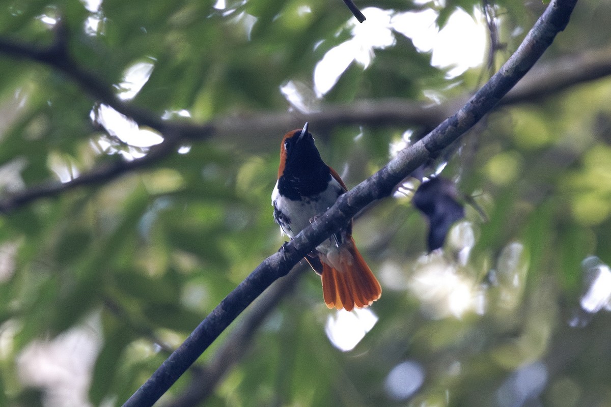 Ryukyu Robin - ML639586539
