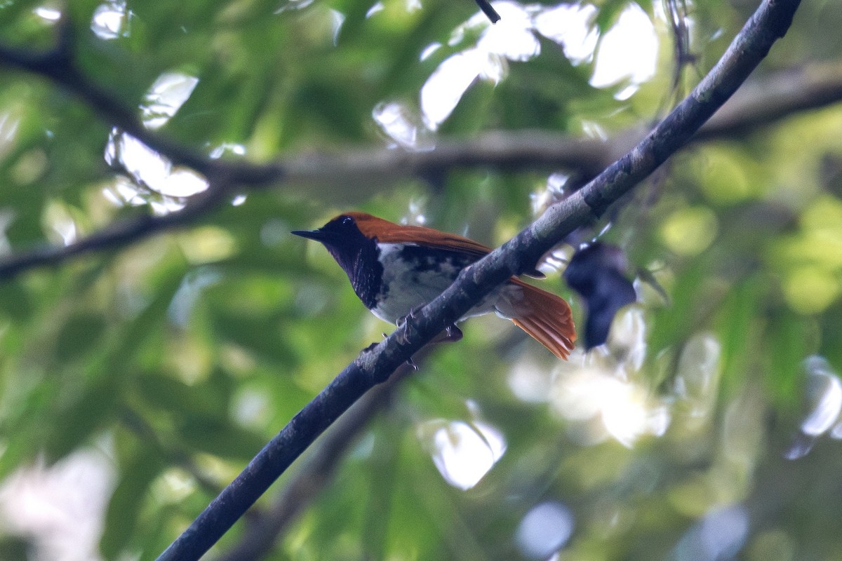 Ryukyu Robin - ML639586546