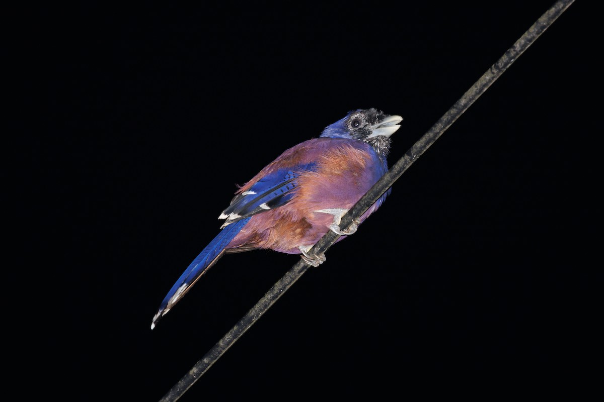 Lidth's Jay - ML639586616