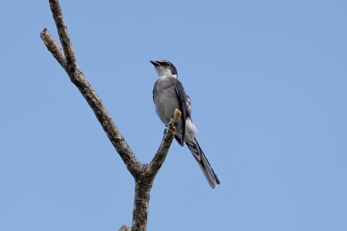 Ryukyu Minivet - ML639586642