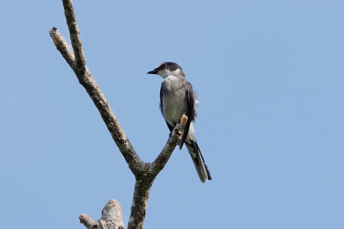 Ryukyu Minivet - ML639586644