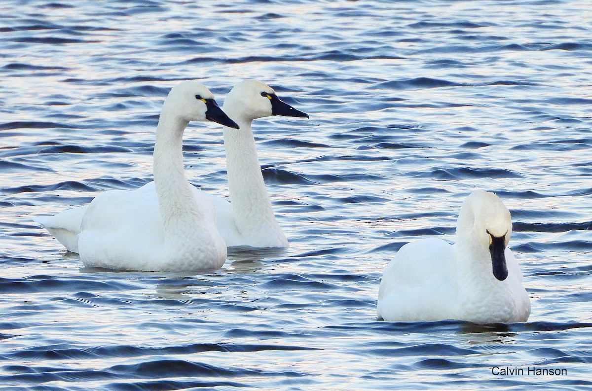 Cigno minore - ML639586645