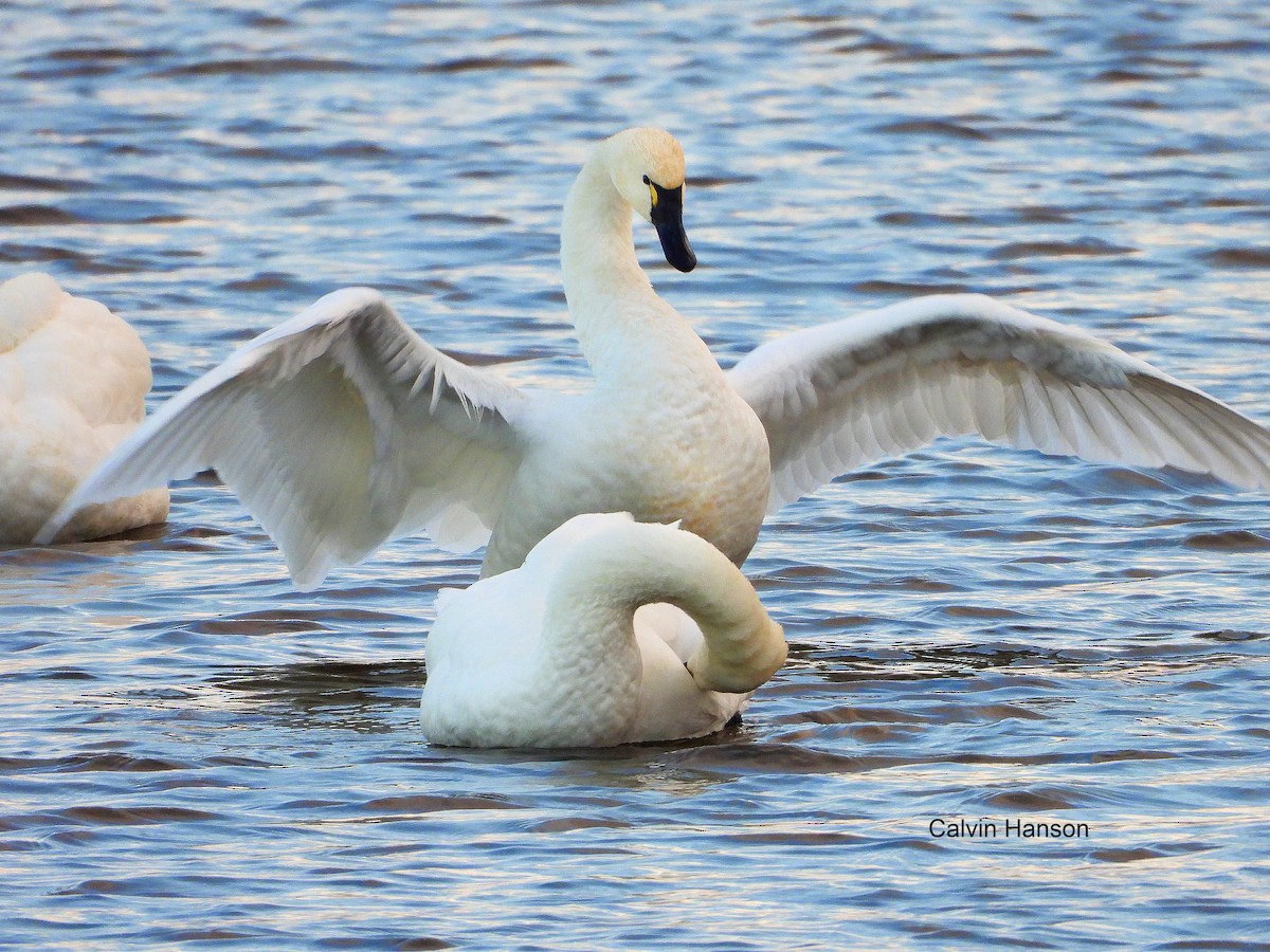 Cigno minore - ML639586648