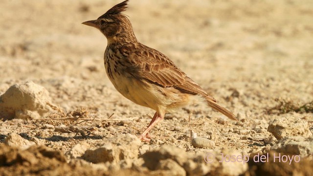 krattopplerke - ML639586660
