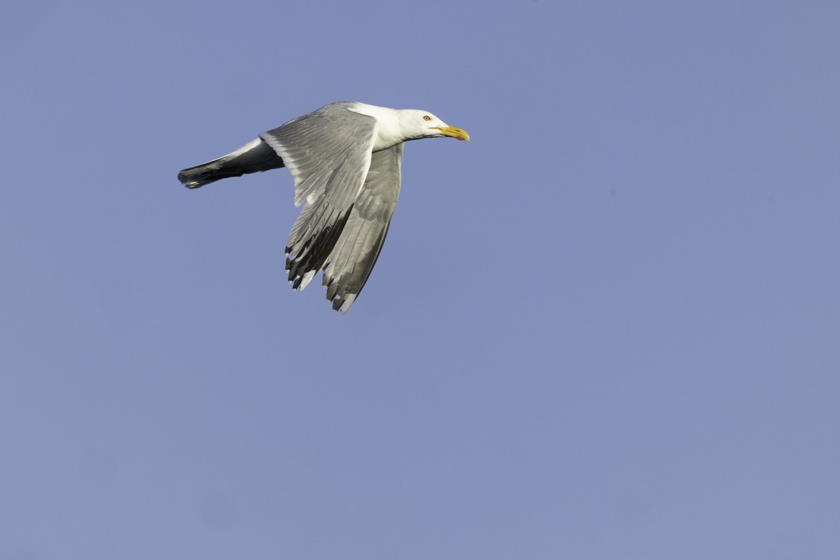 Great Black-backed Gull - ML639586665