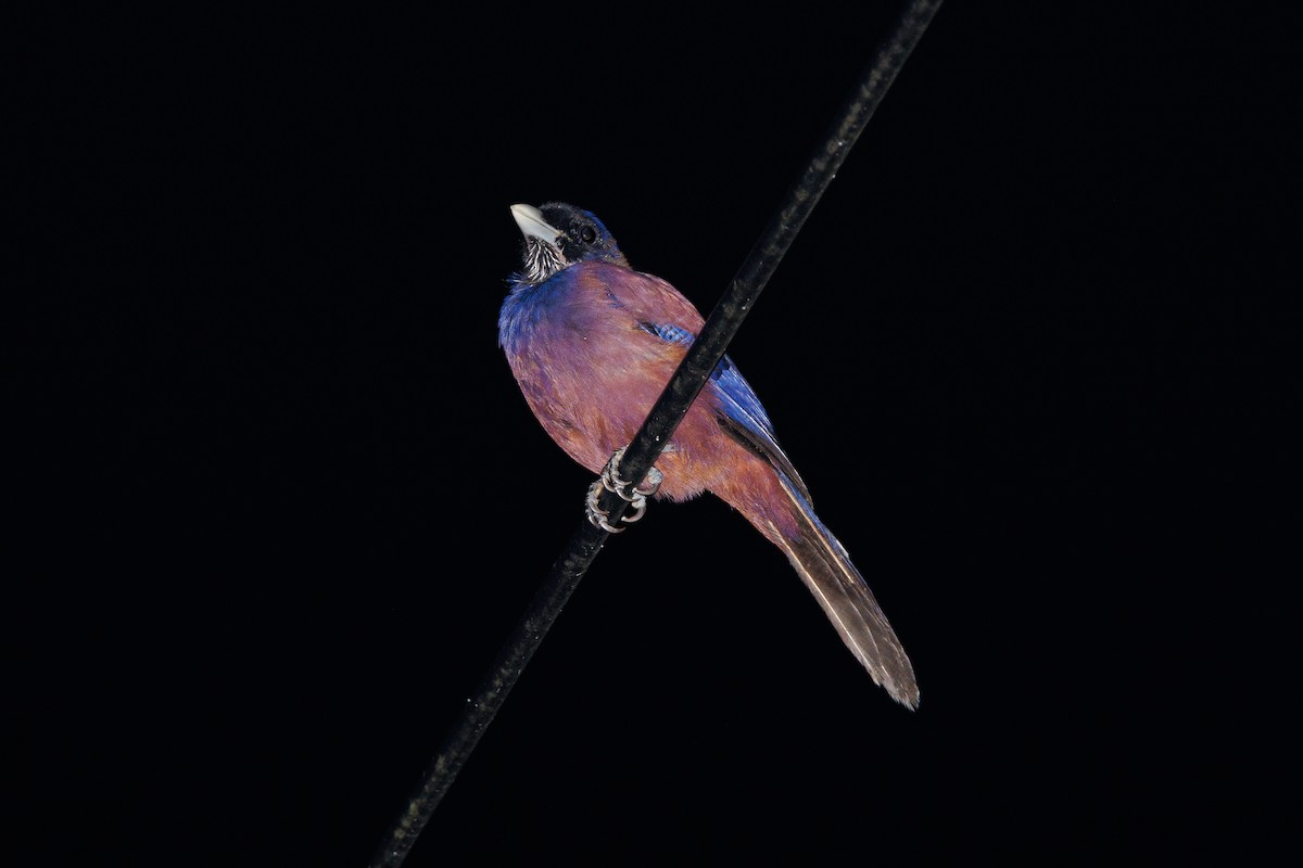 Lidth's Jay - ML639586704