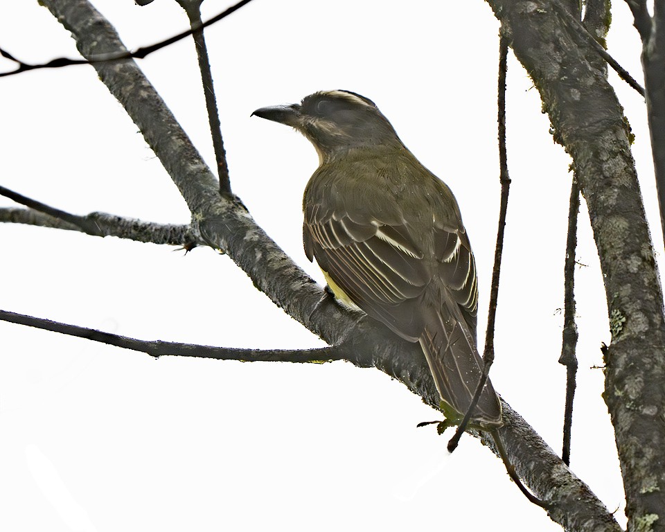 Golden-crowned Flycatcher - ML639586705