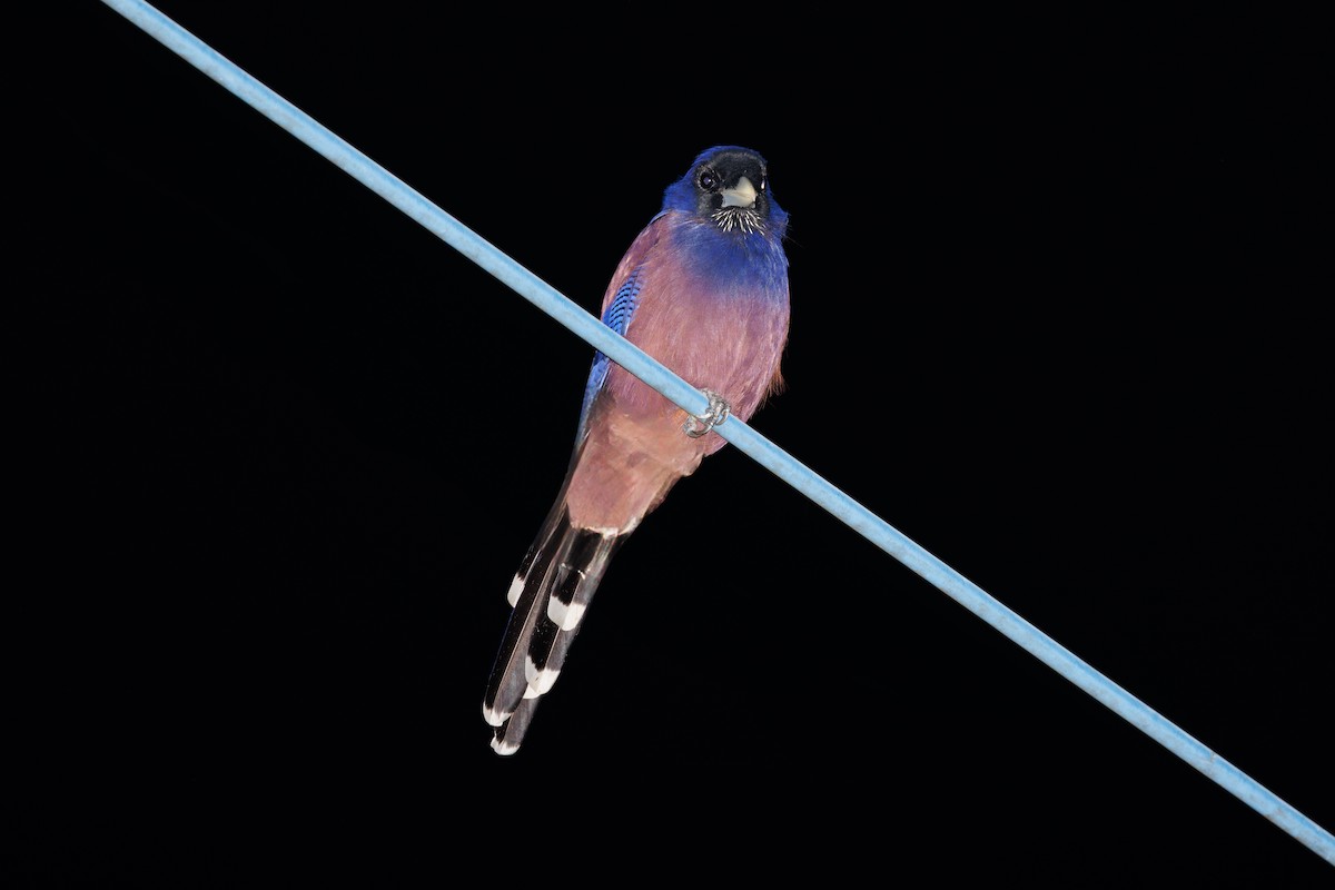 Lidth's Jay - ML639586708