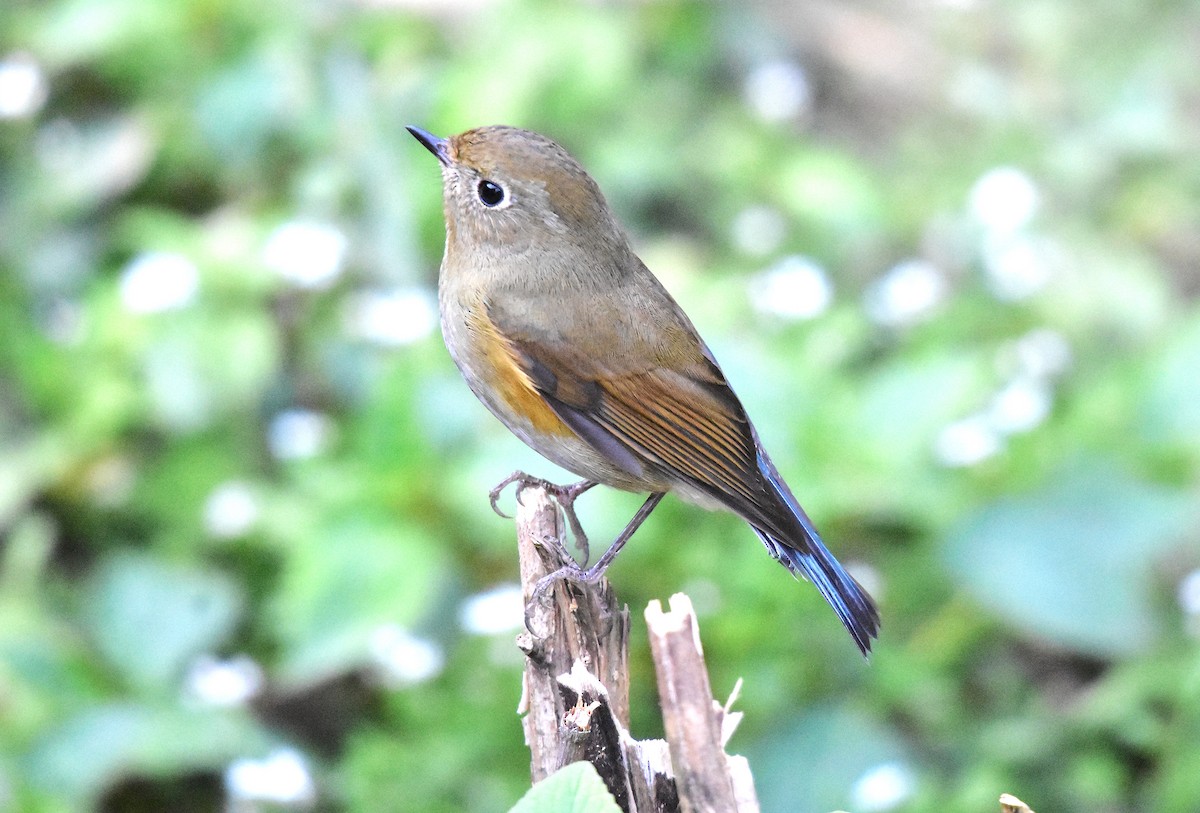 Red-flanked/Qilian Bluetail - ML639586728