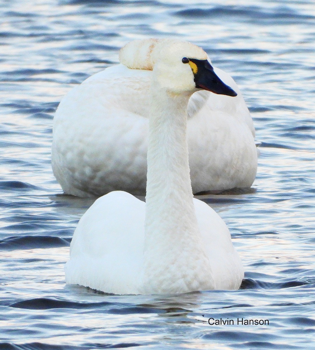 Cigno minore - ML639586730