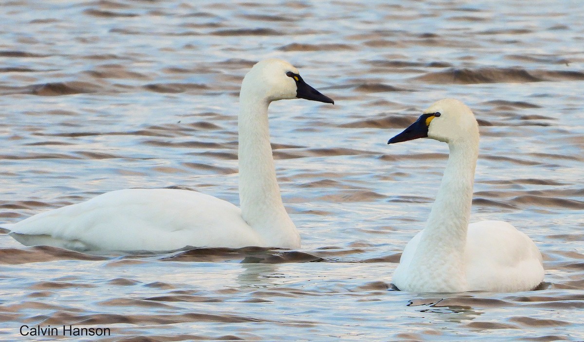 Cigno minore - ML639586736