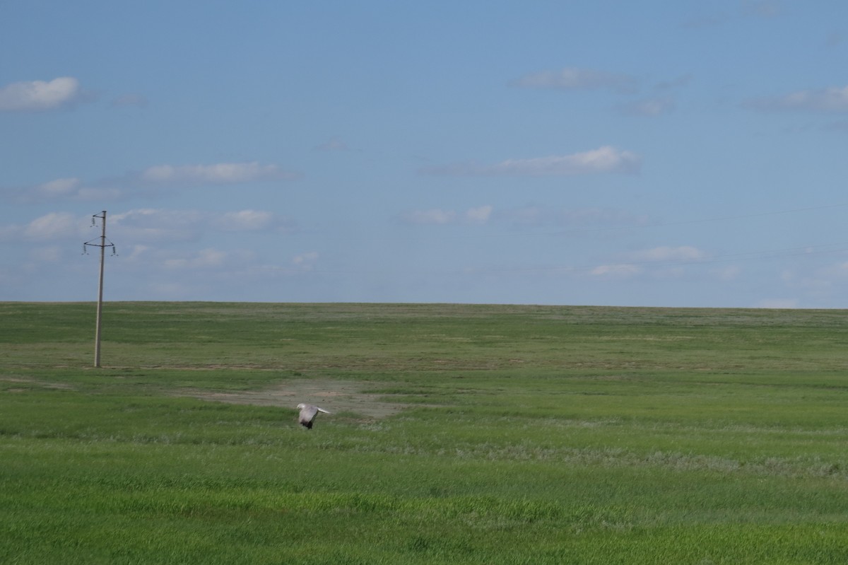 Pallid Harrier - ML639586759