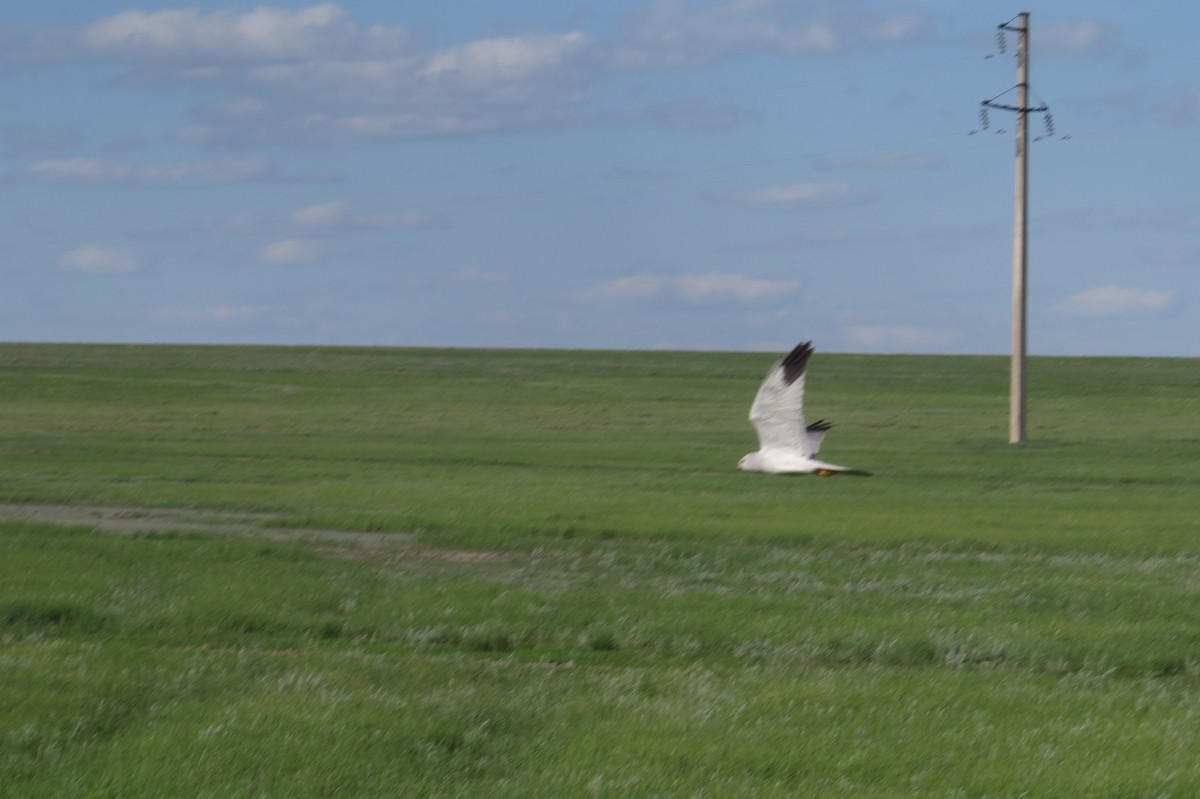 Pallid Harrier - ML639586760