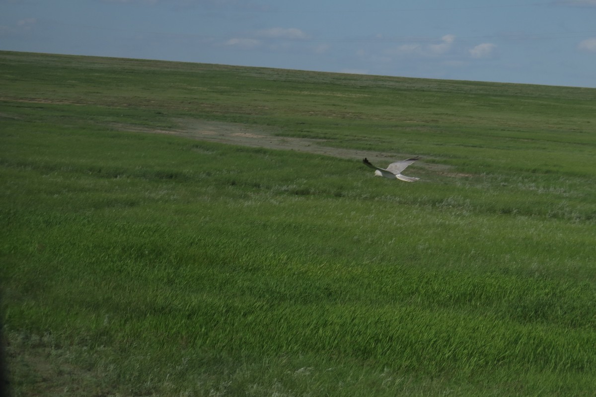 Pallid Harrier - ML639586762