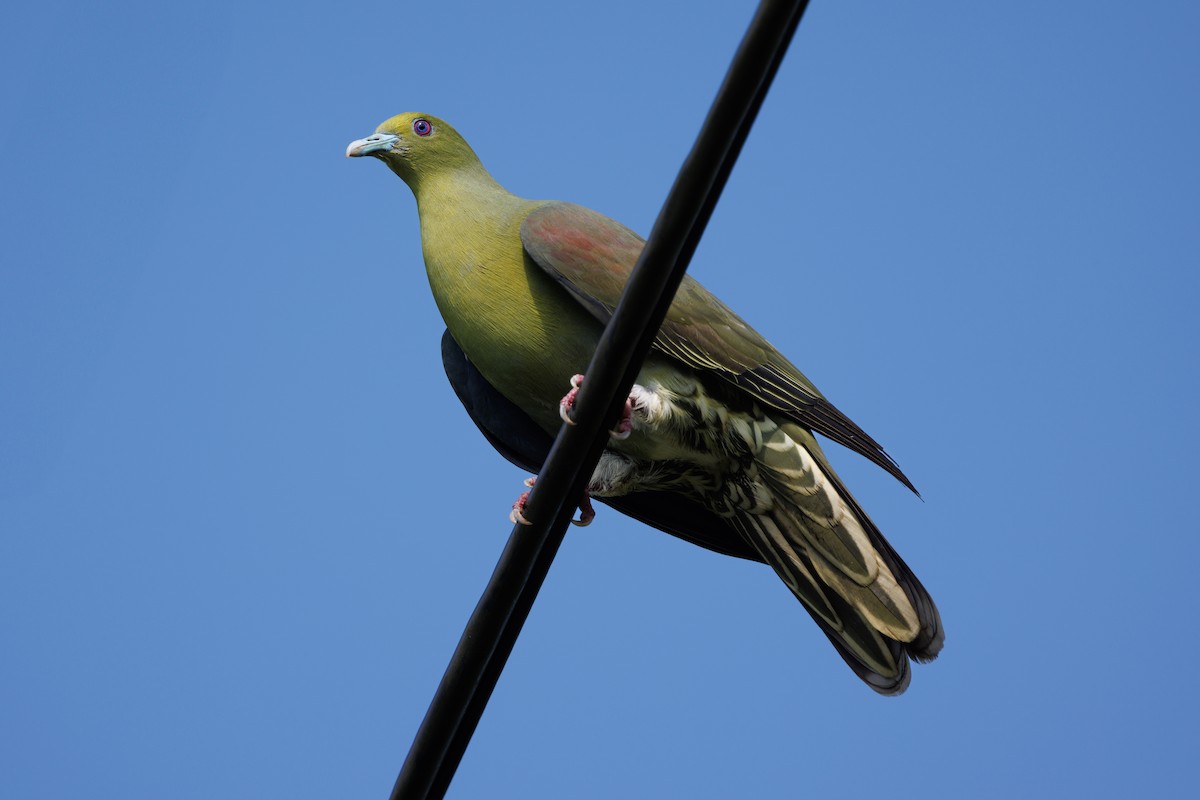 Whistling Green-Pigeon (Ryukyu) - ML639586797