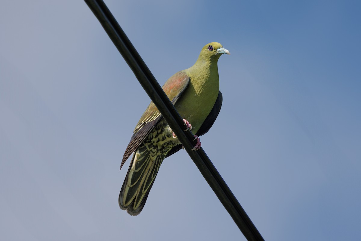 Whistling Green-Pigeon (Ryukyu) - ML639586800