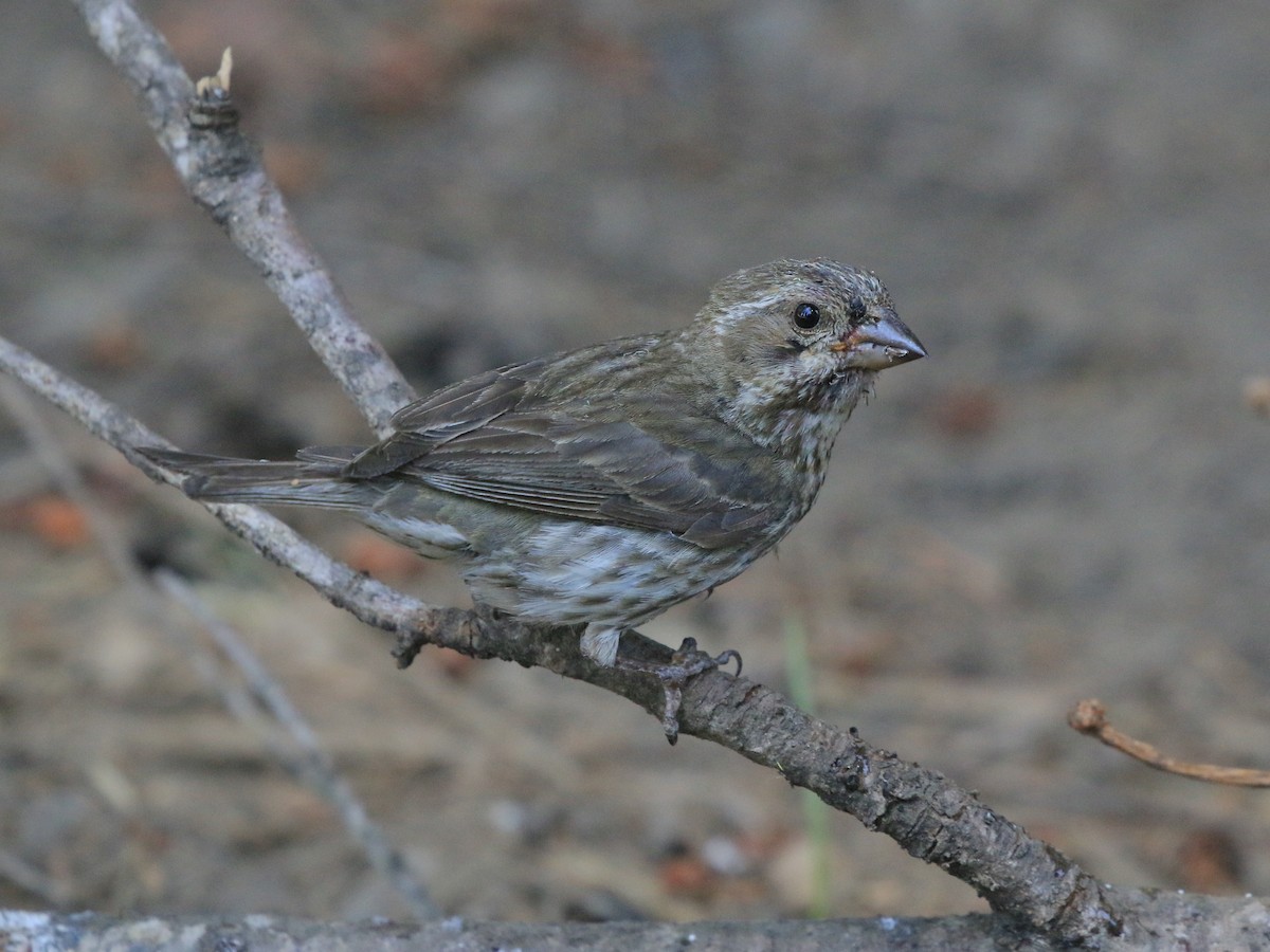 Purple/Cassin's Finch - ML639586826