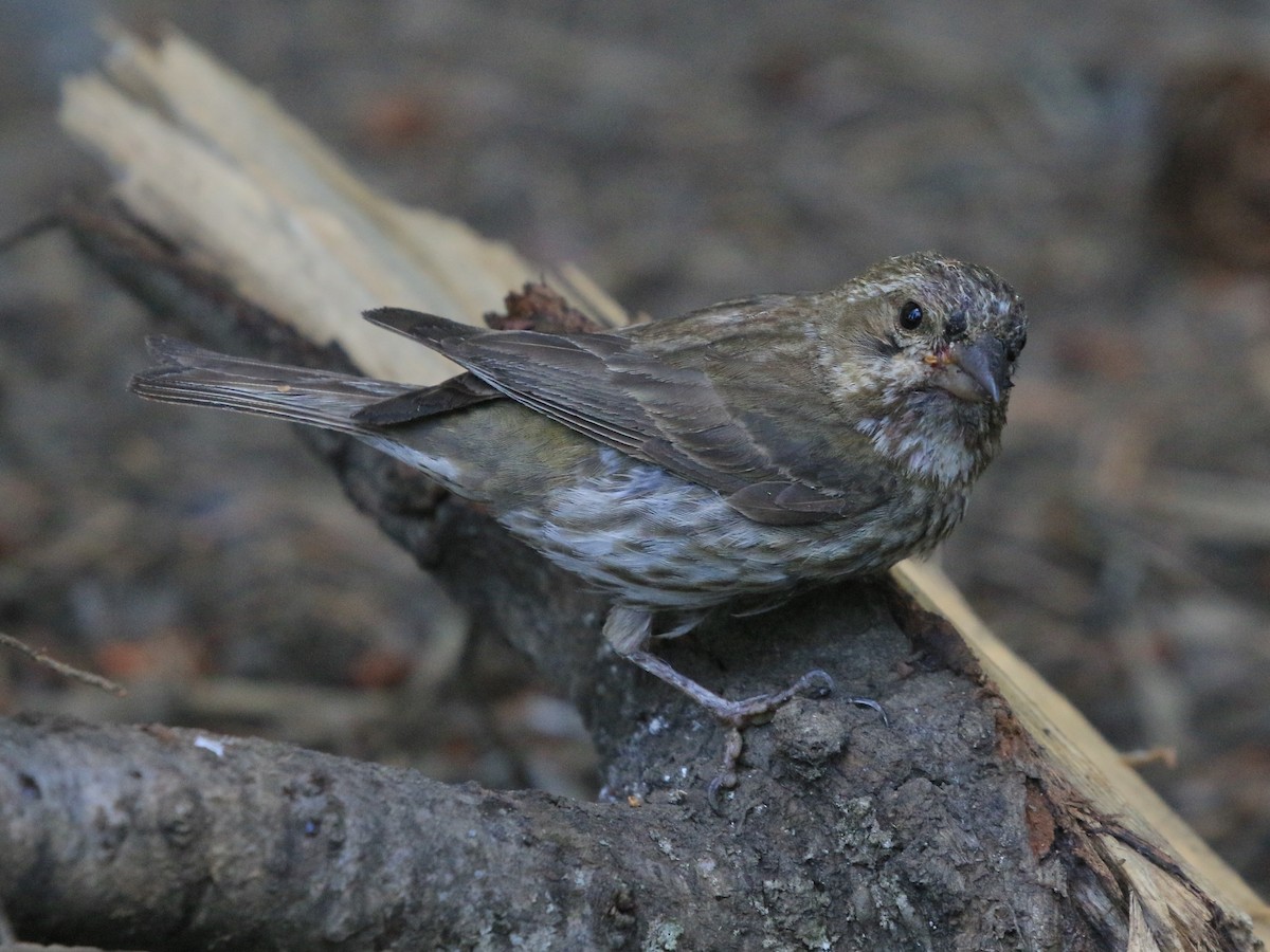 Purple/Cassin's Finch - ML639586833