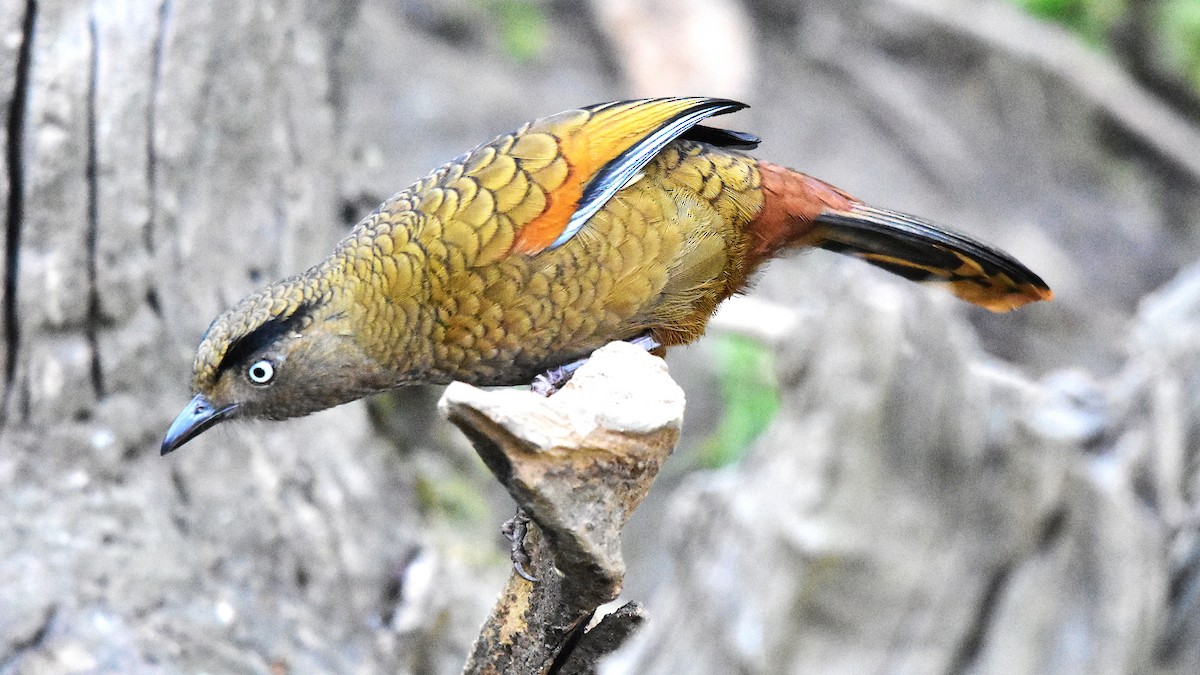 Blue-winged Laughingthrush - ML639586848