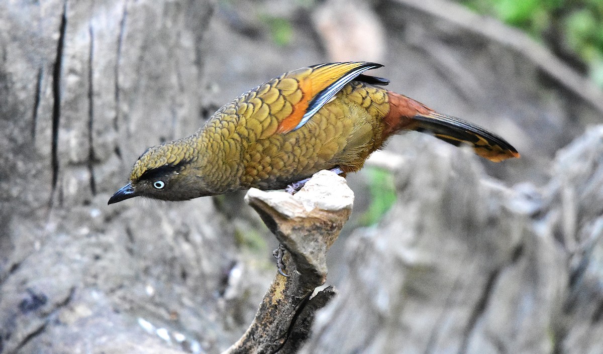 Blue-winged Laughingthrush - ML639586849