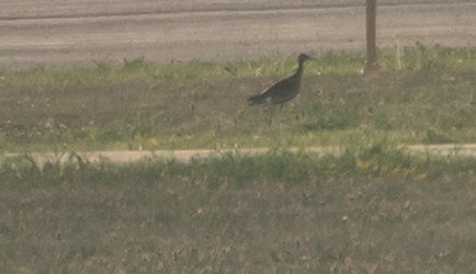 Upland Sandpiper - ML639586854