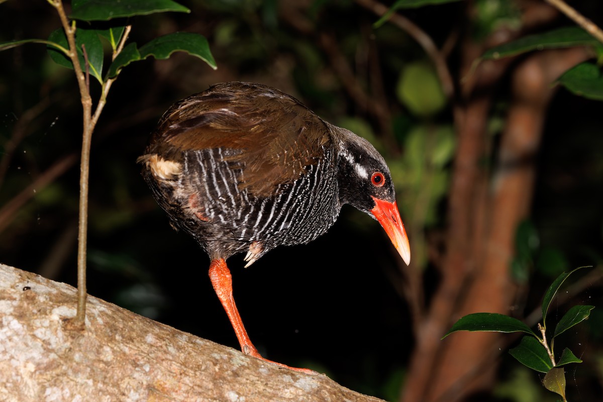 Okinawa Rail - ML639586866