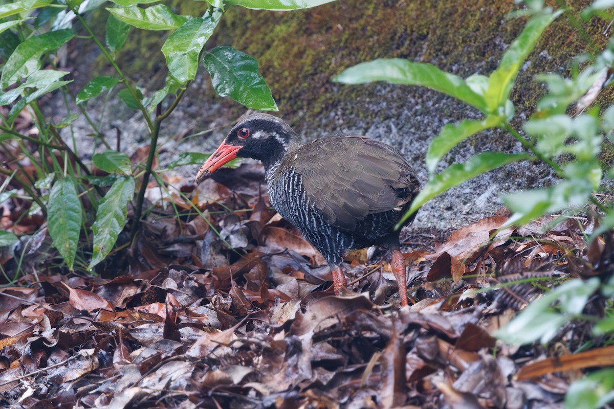 Okinawa Rail - ML639586868
