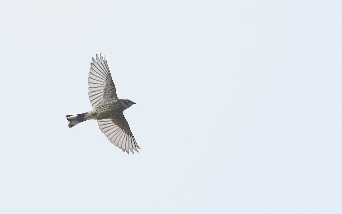 Yellow-rumped Warbler (Myrtle) - ML639587002