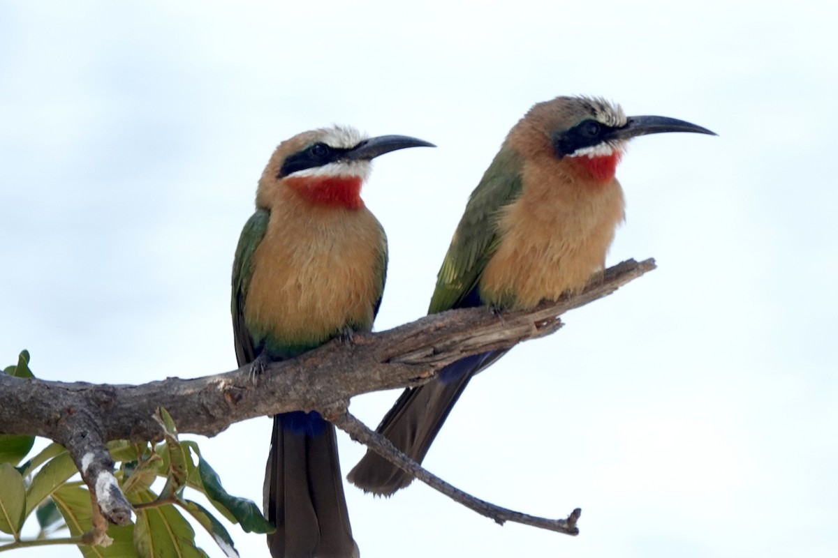 White-fronted Bee-eater - ML639587033