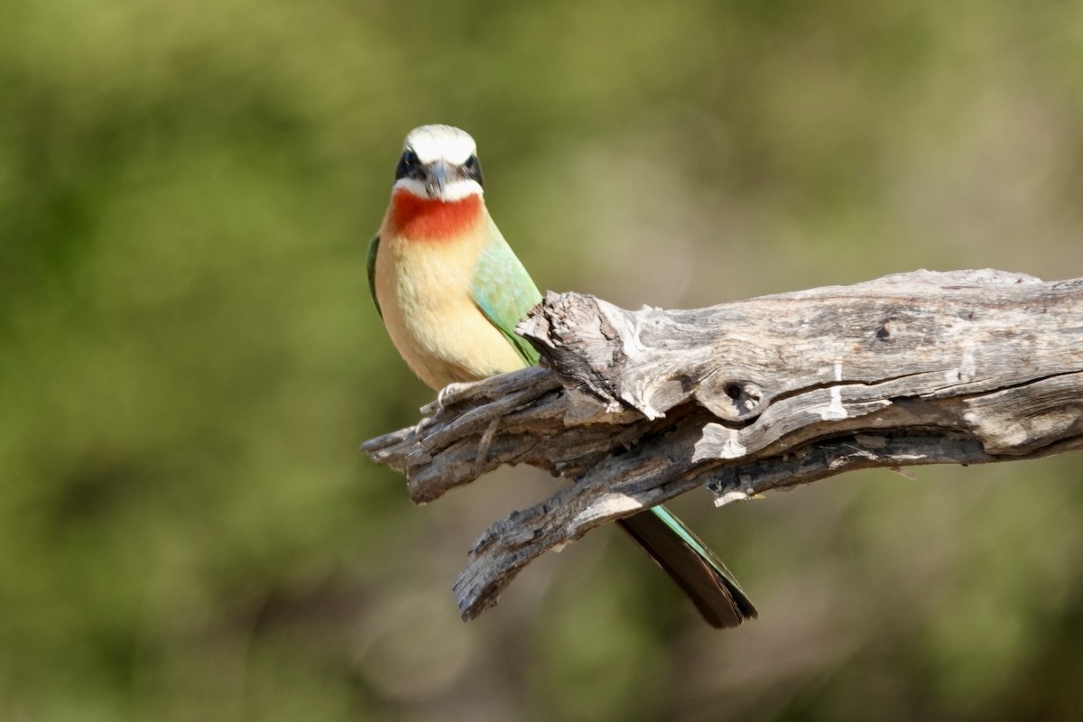 White-fronted Bee-eater - ML639587034