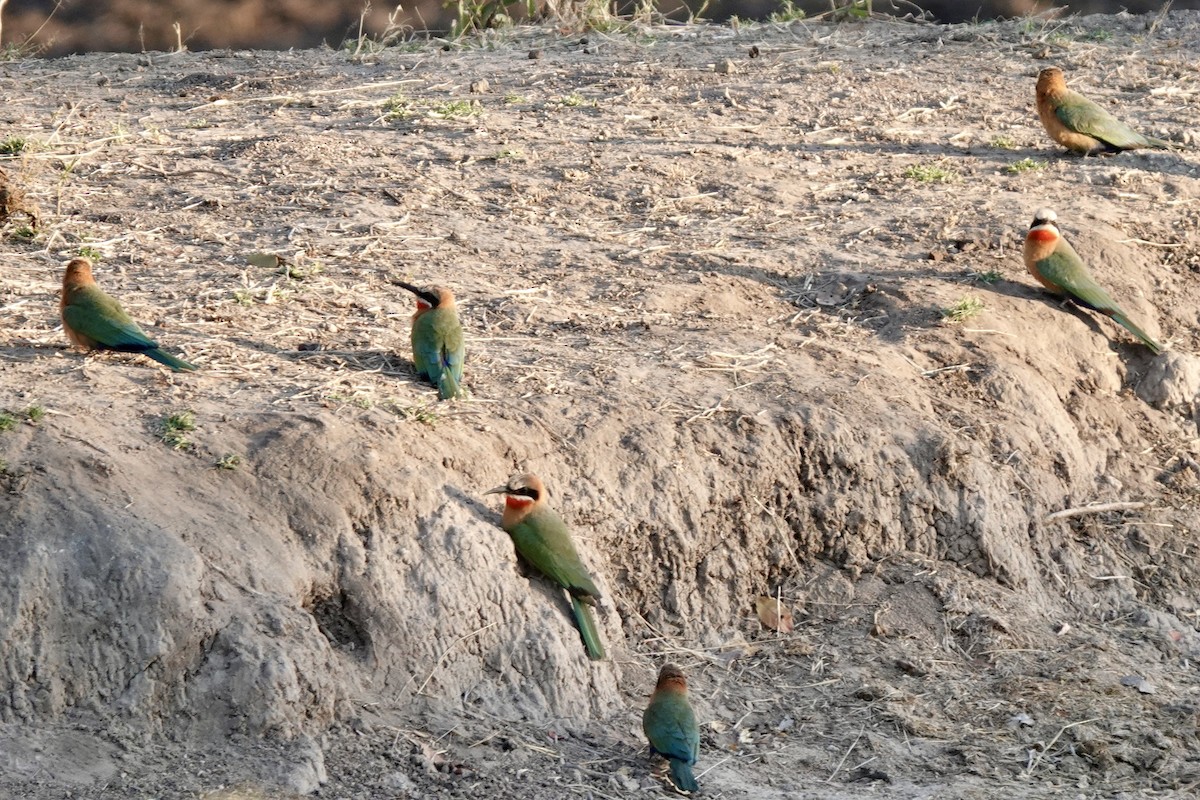 White-fronted Bee-eater - ML639587035
