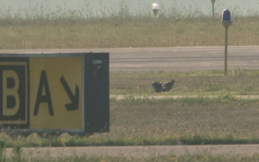 Upland Sandpiper - ML639587065