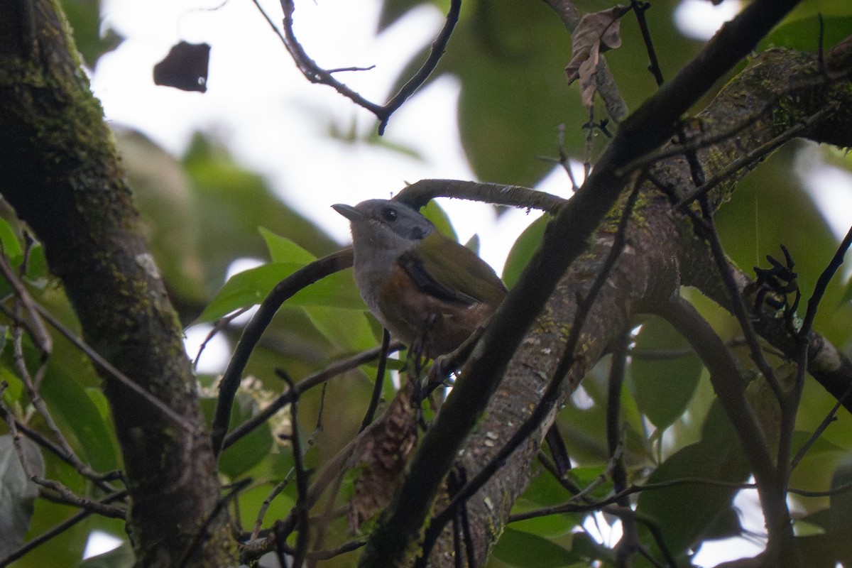 Black-headed Shrike-Babbler - ML639587119