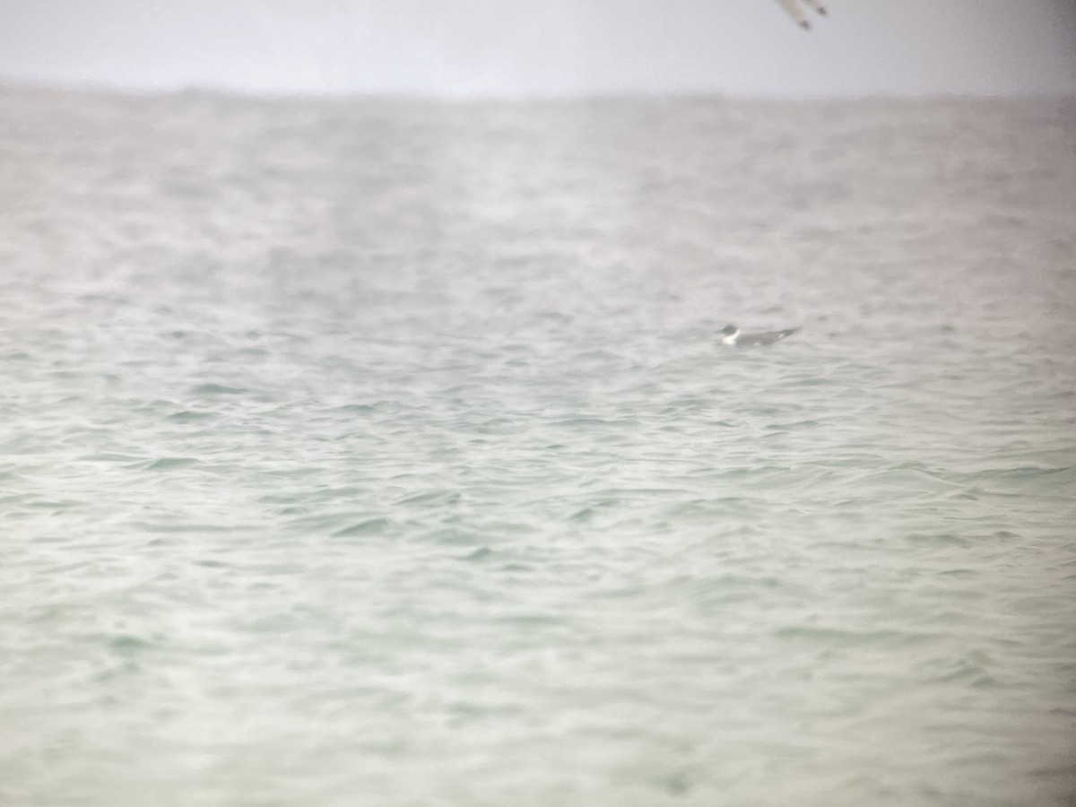 Laughing Gull - ML639587241