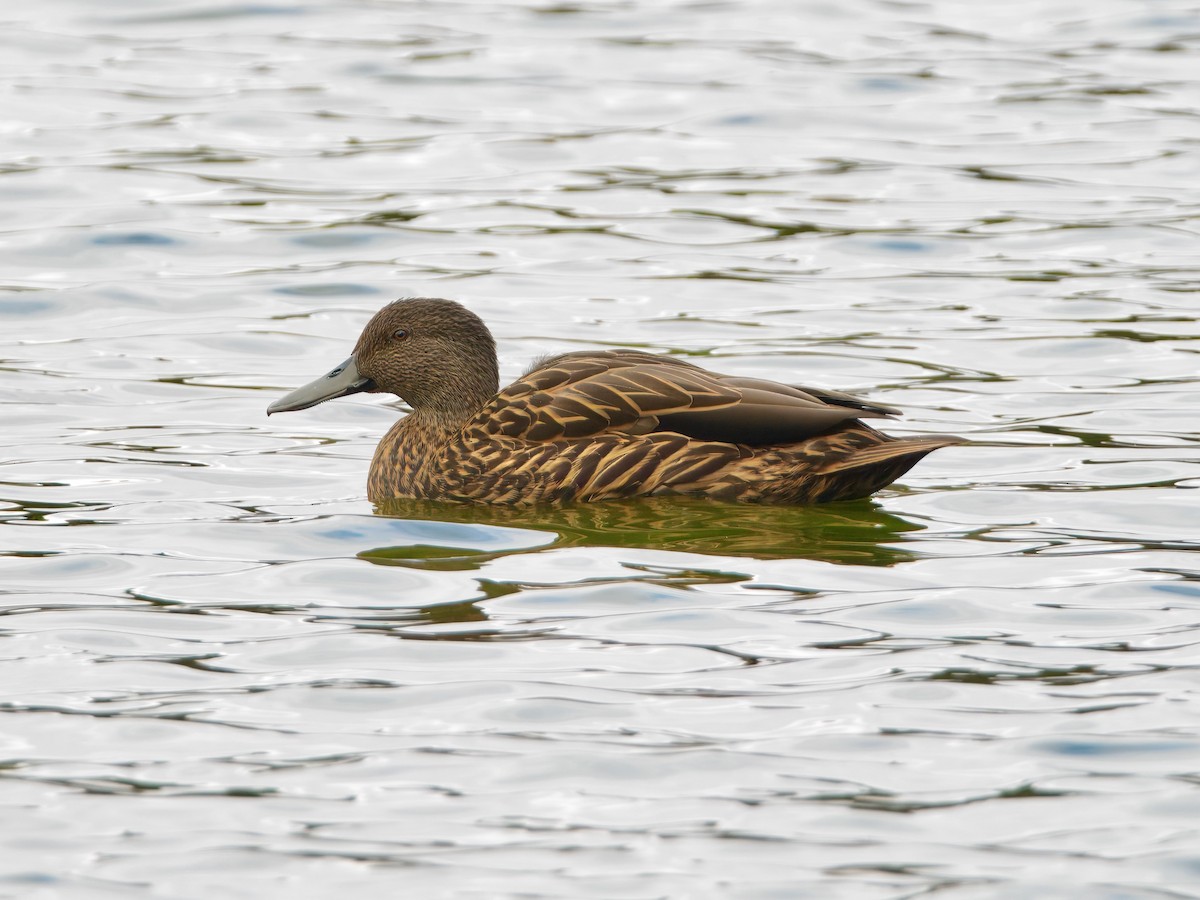 Meller's Duck - ML639587258