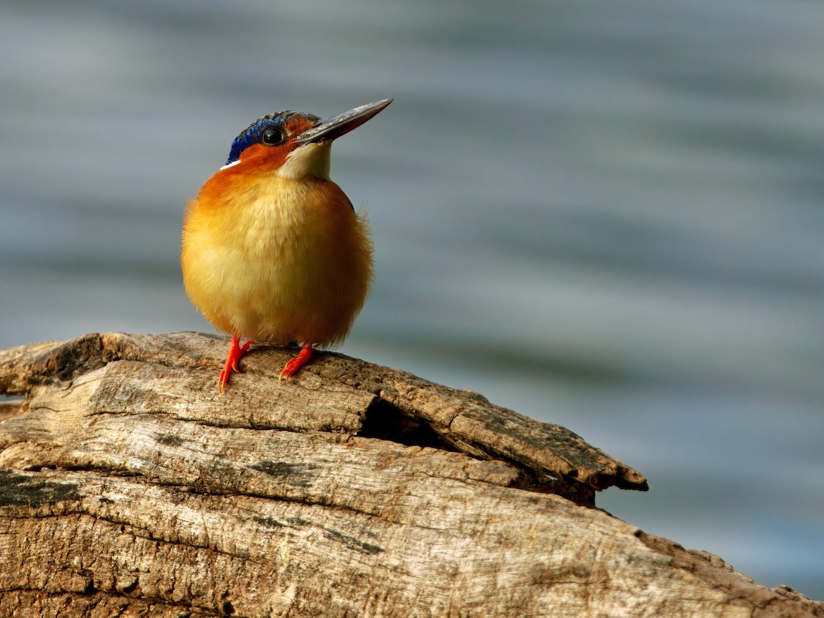 Malagasy Kingfisher - ML639587270