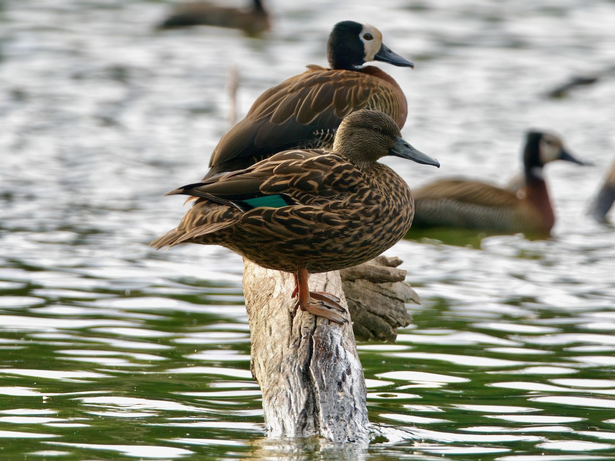 Meller's Duck - ML639587272