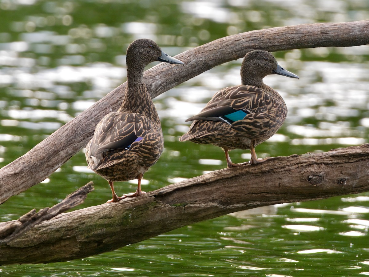 Meller's Duck - ML639587275