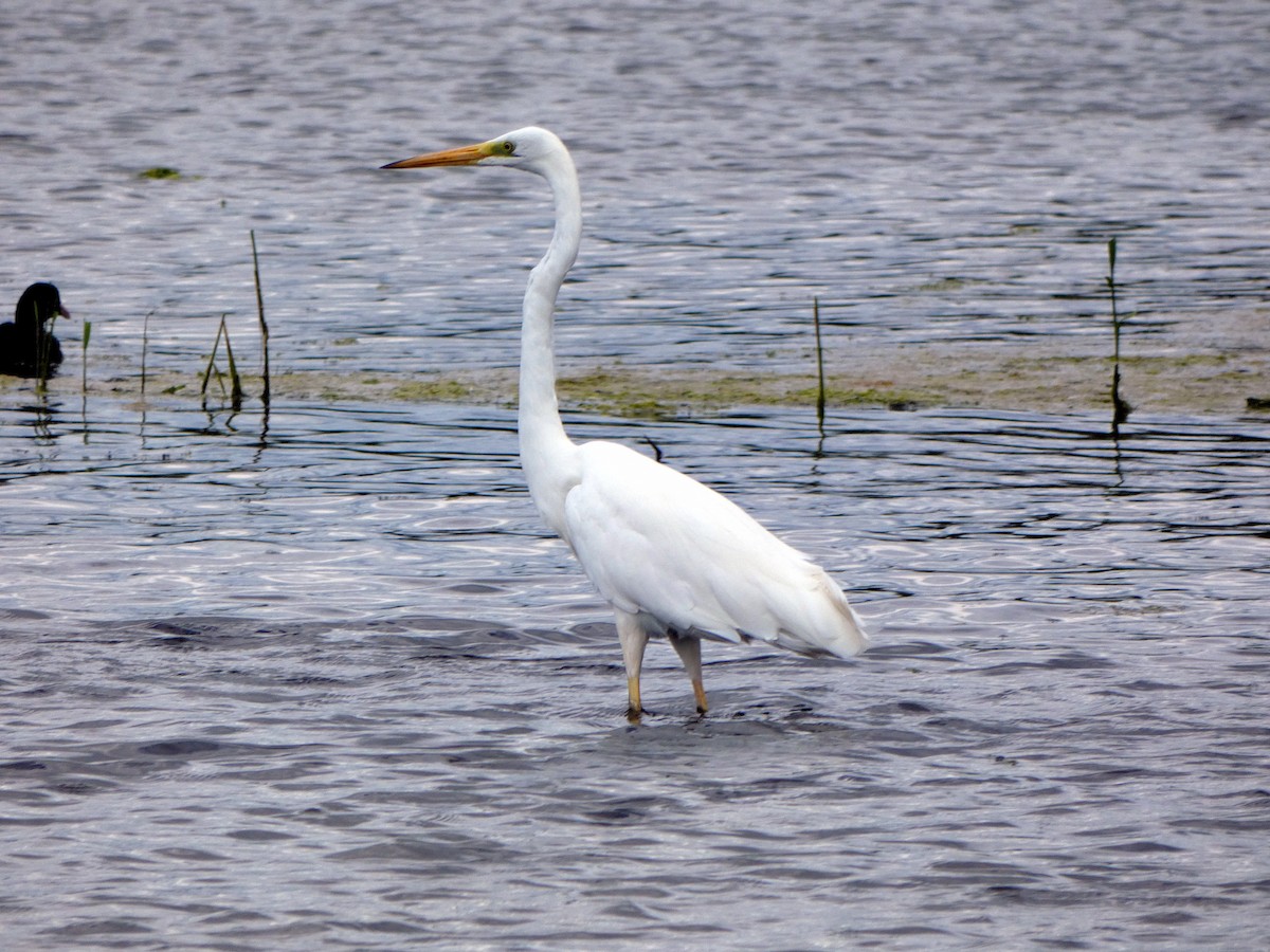 Great Egret - ML639587335