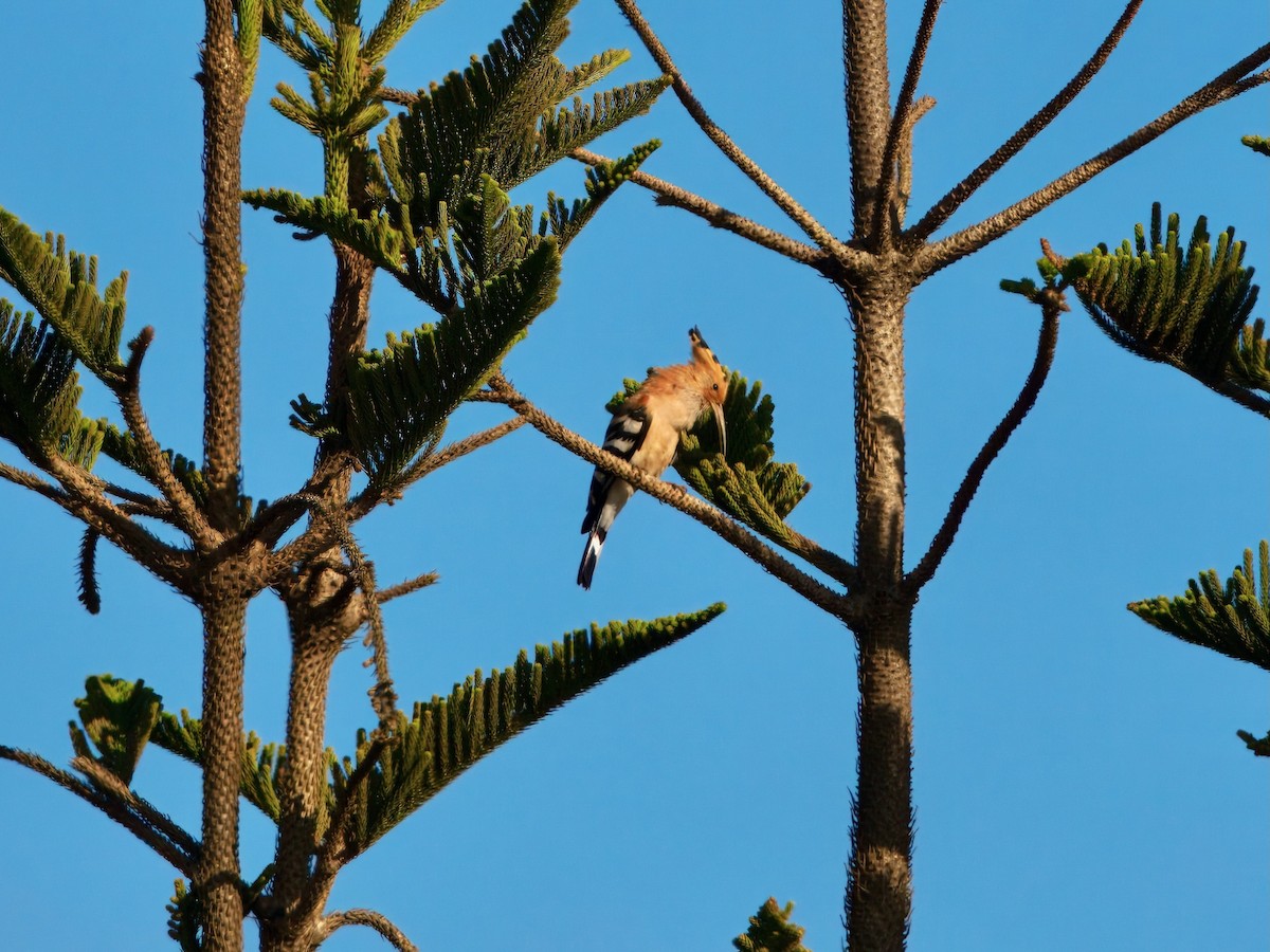 Madagascar Hoopoe - ML639587344