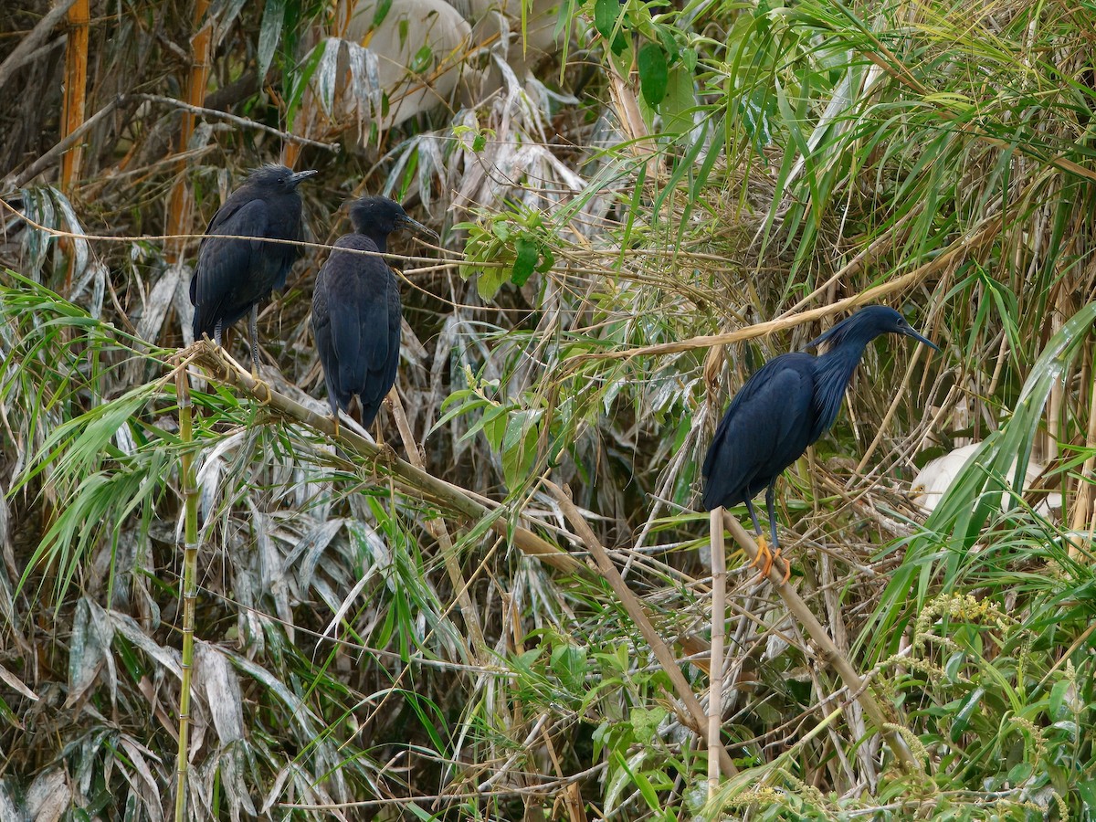 Black Heron - ML639587376