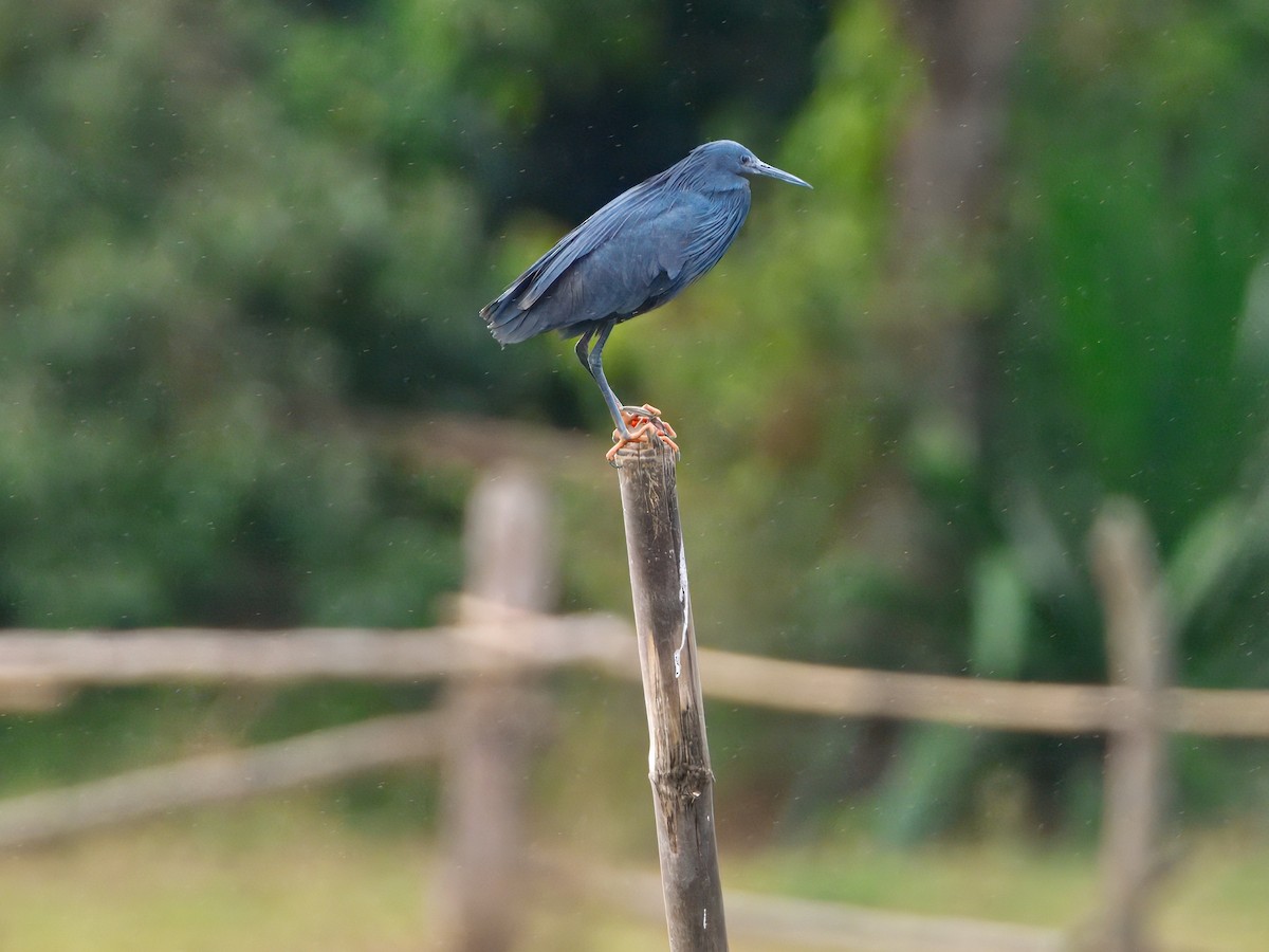 Black Heron - ML639587377