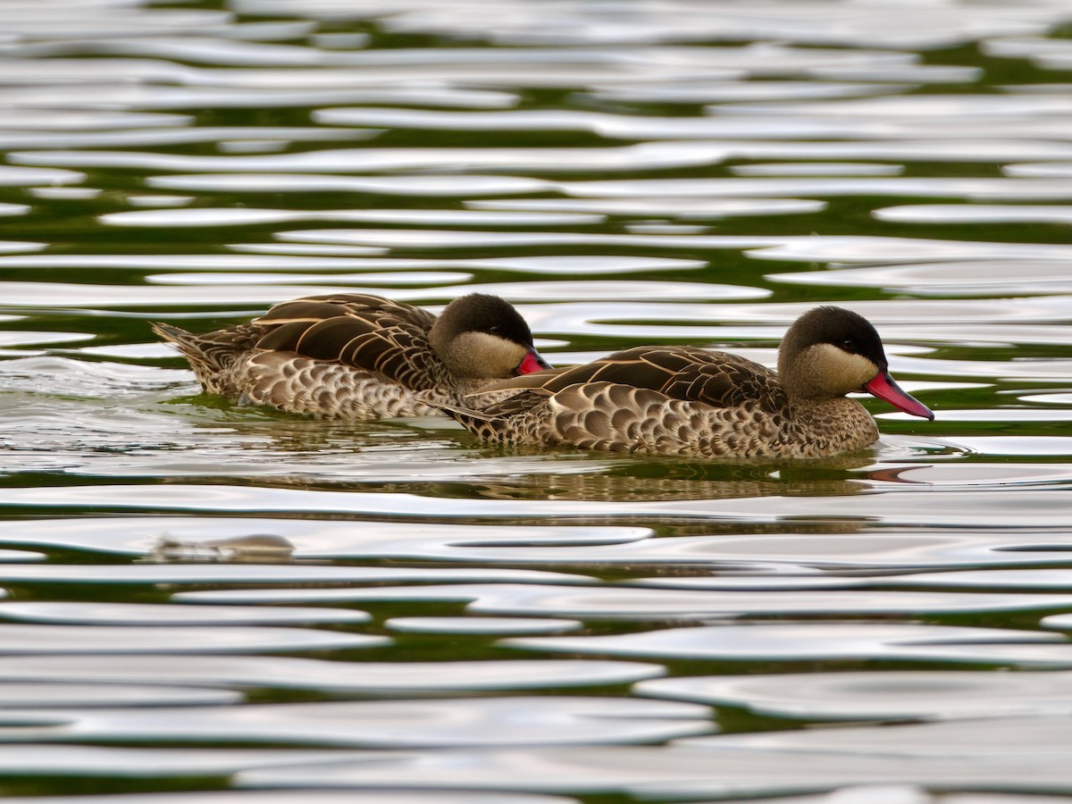 Red-billed Duck - ML639587381