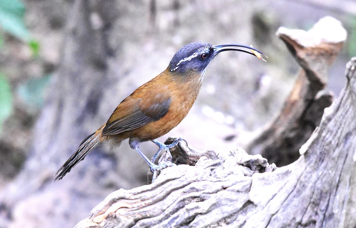 Slender-billed Scimitar-Babbler - ML639587424