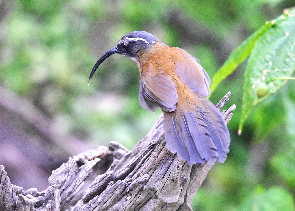 Slender-billed Scimitar-Babbler - ML639587425