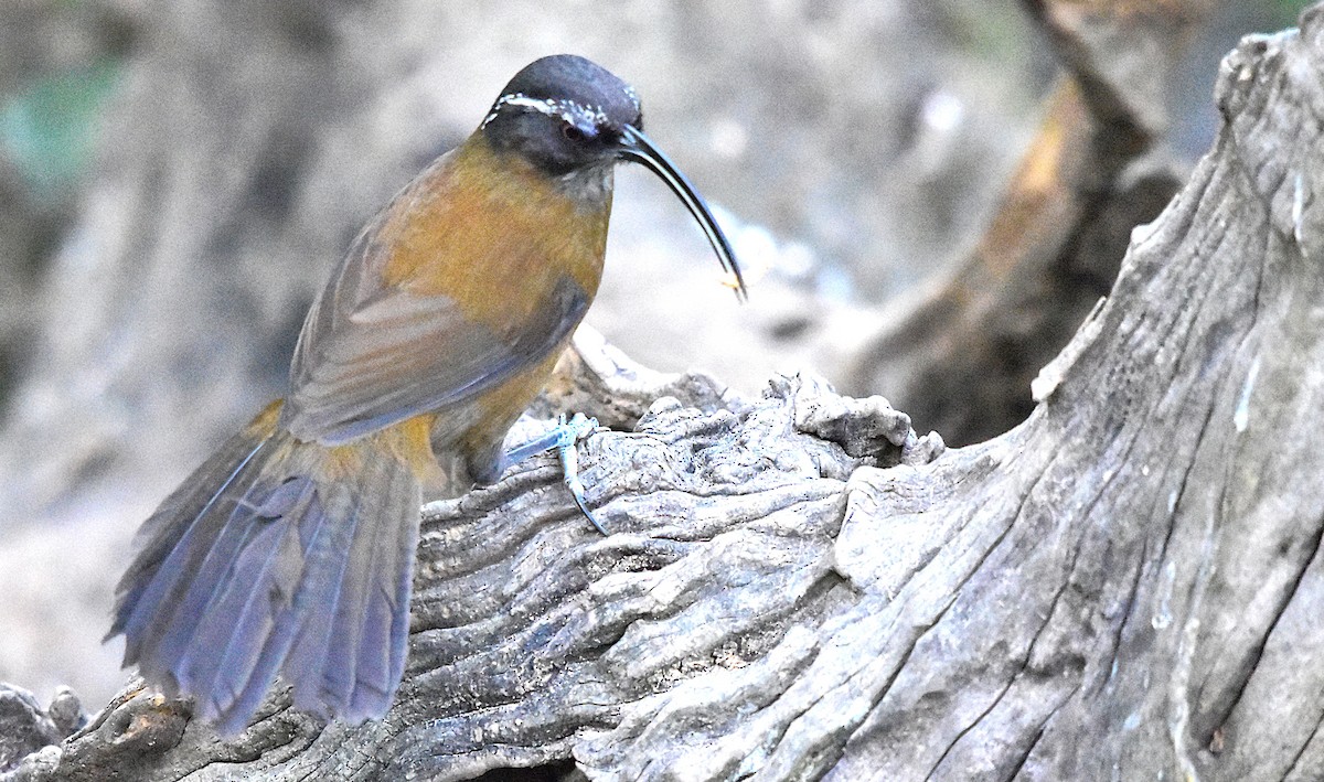 Slender-billed Scimitar-Babbler - ML639587514