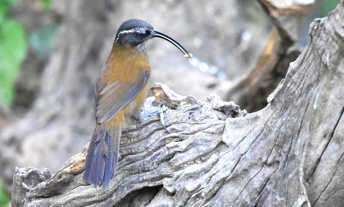 Slender-billed Scimitar-Babbler - ML639587515