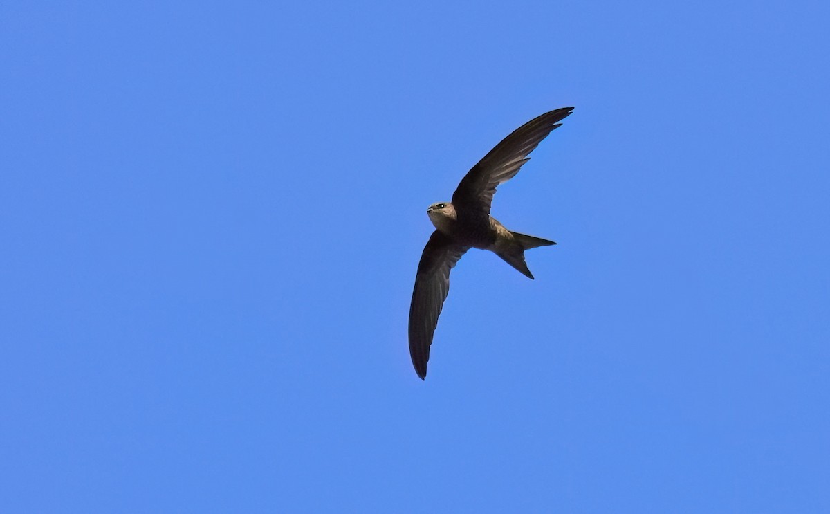 Plain Swift - ML639587563
